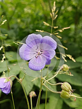 Meadow cranesbill (Geranium pratense)