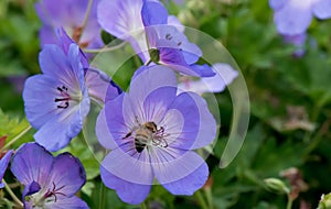 Meadow craneâ€™s-bill, close-up flowers with honeybee