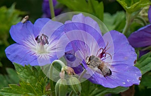 Meadow craneâ€™s-bill, close-up two flowers with honeybee