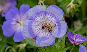 Meadow craneâ€™s-bill, close-up violet flower with honeybee