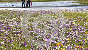 Meadow with Crocus flowers