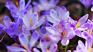 Meadow of crocus flowers in the spring forest