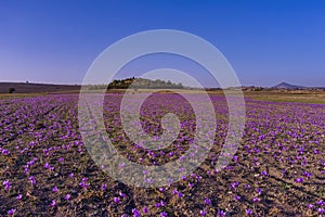 Meadow of crocus saffron flowers