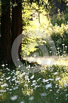 Meadow of Daisies