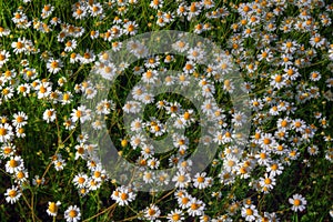 Meadow with daisies