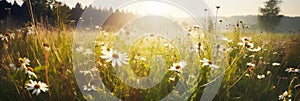 Meadow with daisies in the sunshine as a panorama, Generative AI photo