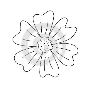 Meadow or daisy flower head, spring design element, doodle style vector outline for coloring book