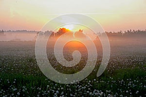 Meadow with dandelion with fog, early morning, sunrise