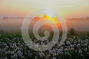 Meadow with dandelion with fog, early morning, sunrise