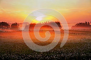 Meadow with dandelion with fog, early morning, sunrise