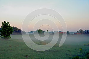 Meadow with dandelion with fog, early morning, sunrise