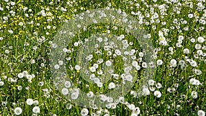 Meadow with dandelion seeds and buttercups