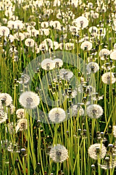 Meadow Of Dandelions