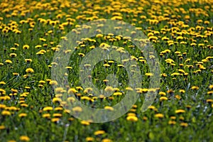 A meadow of dandelions