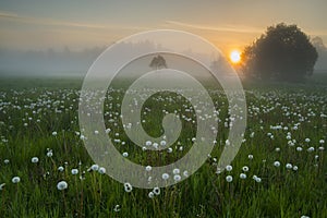 A meadow with dandelions