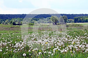 Meadow of dandelions