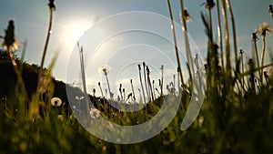 Meadow with dandelions in backlight from a frog perspective