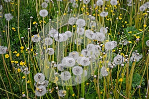 A meadow of dandelions and crowfoots close up photo