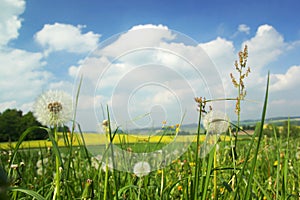 Meadow with dandelions and green grass in spring