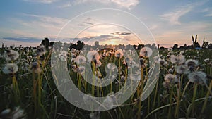 A meadow of dandelions on a summer evening at sunset.