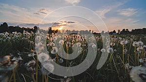 A meadow of dandelions on a summer evening at sunset.