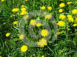 A meadow of dandelions. Summer flowers