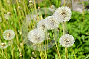 A meadow with dandelions.