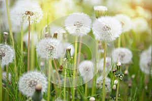 A meadow of dandelions. Sunset or sunrise