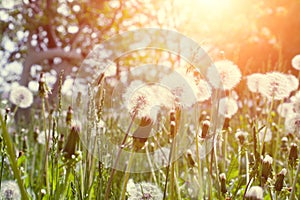 Meadow Of Dandelions to Make Dandelion Wine.