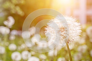 Meadow Of Dandelions to Make Dandelion Wine.