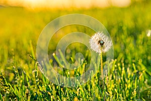 Meadow Of Dandelions to Make Dandelion Wine. Sunset or Sunrise