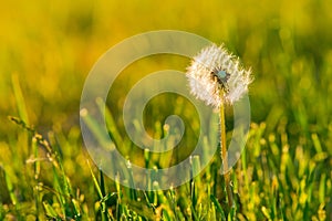 Meadow Of Dandelions to Make Dandelion Wine. Sunset or Sunrise