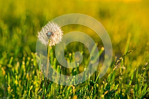 Meadow Of Dandelions to Make Dandelion Wine. Sunset or Sunrise