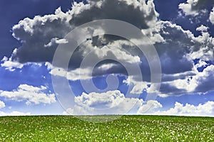 Meadow with dandelions
