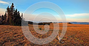 Meadow with dead log at sunrise on Sykes Ridge in the Pryor Mountains in Montana