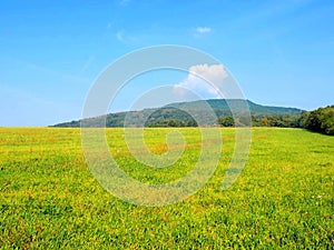 Meadow and deciduous forest