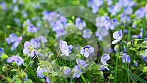 Meadow of  delicate and small Veronica Umbrosa Georgia Blue flowers close up.