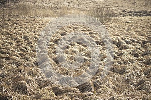 Meadow desiccated