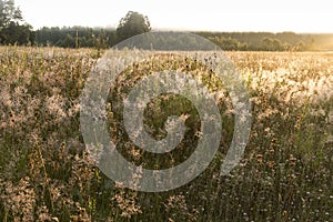 Meadow with dew and spider webs at sunrise