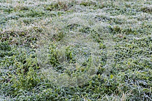 Meadow with different grass covered with hoarfrost in autumn morning