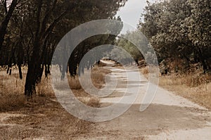 Meadow with dry grass, pines, holm oaks, with path