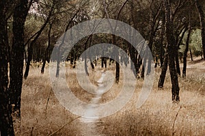 Meadow with dry grass, pines, holm oaks, with path