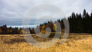 Meadow with dry yellow grass and forest in a background, autumn at mountain Bobija