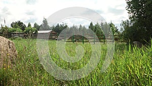 Meadow on the edge of the forest. summer rural landscape with a blossoming meadow, road