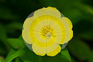 Meadow Evening Primrose - Oenothera pilosella