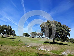 Meadow in Extremadura photo