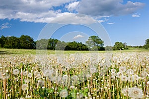 Meadow with faded dandelions
