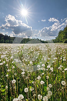 Meadow with faded dandelions