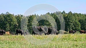 In meadow, on farm, big black pedigree, breeding cows, bulls are grazing. summer warm day. Cattle for meat production in
