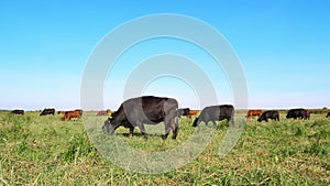 In meadow, on farm, big brown and black pedigree, breeding cows, bulls are grazing. Cattle for meat production in